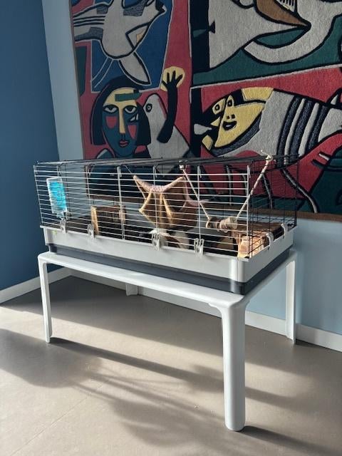 Twee lieve cavia’s met compleet verblijf te koop, Dieren en Toebehoren, Meerdere dieren, Tam, Maart, Cavia