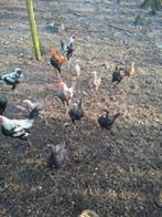 Modern Engelse vechtkriel broedeieren, Dieren en Toebehoren, Pluimvee, Geslacht onbekend, Kip