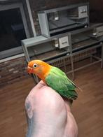 Fischeri opaline wildkleur, Dieren en Toebehoren, Vogels | Parkieten en Papegaaien, Geslacht onbekend, Dwergpapegaai of Agapornis