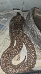 Naja naja cb24, Dieren en Toebehoren, Slang, 0 tot 2 jaar