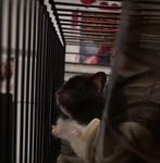 Syrische goudhamster met kooi. Halfjaartje oud., Dieren en Toebehoren, Hamster, Mannelijk, Tam, September