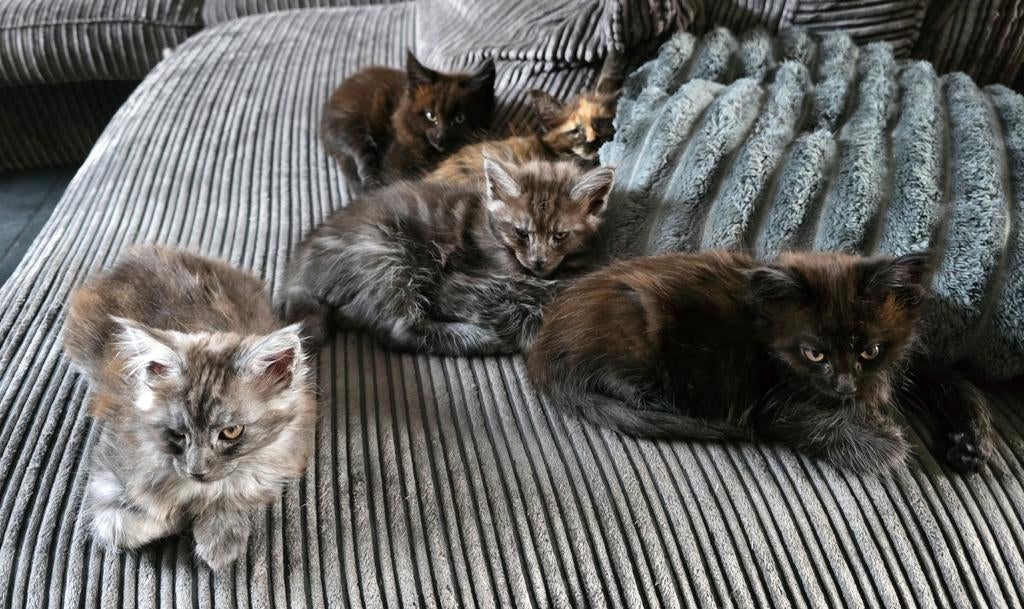 100% maine coon kittens, Dieren en Toebehoren, Katten en Kittens | Raskatten | Langhaar, Poes, Gechipt, 0 tot 2 jaar
