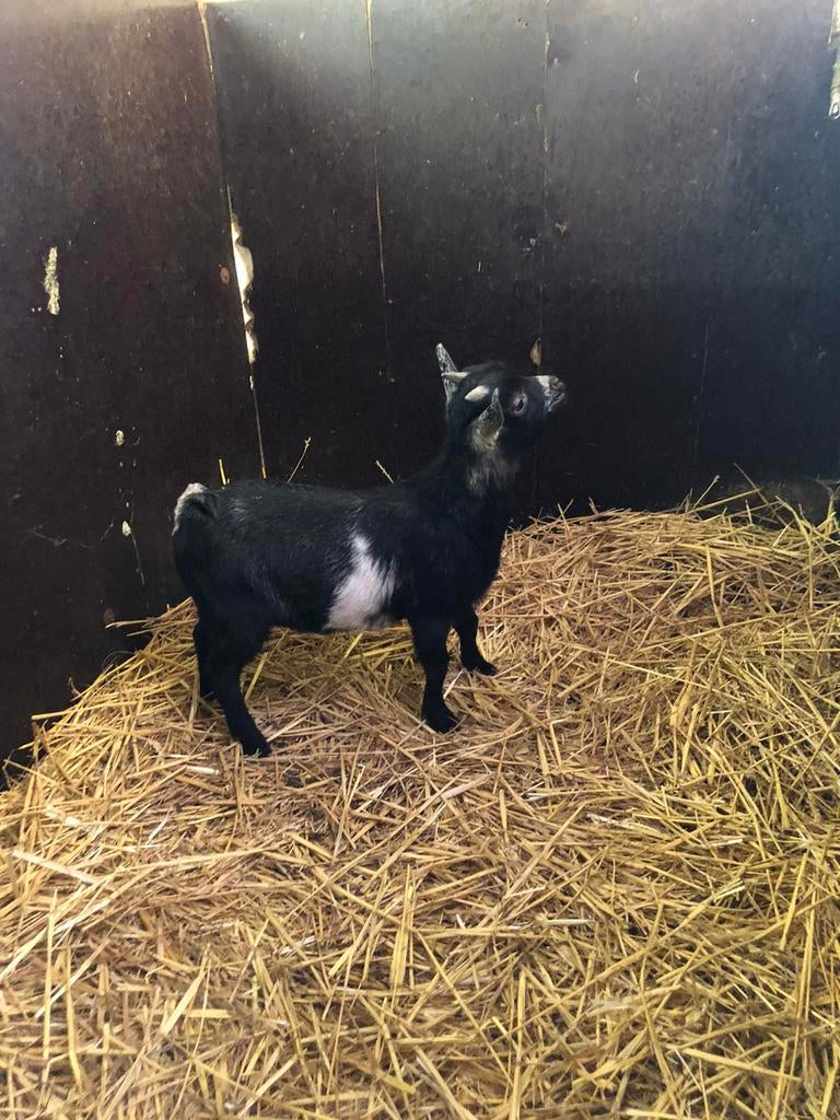 Lief zwartschimmel dwerggeiten bokje., Dieren en Toebehoren, Mannelijk, Geit