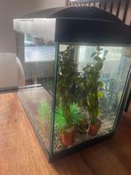 Aquarium inclusief visjes en accessoires, Dieren en Toebehoren, Ophalen, Gevuld zoetwateraquarium