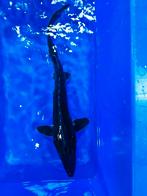 Baluga steur 45-50cm, Steur