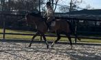 Lieve en brave 8 jarige allround merrie, Dieren en Toebehoren, Paarden, Merrie, B, 7 tot 10 jaar, 160 tot 165 cm