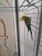 2 jonge handtamme parkieten, Dieren en Toebehoren, Vogels | Parkieten en Papegaaien, Meerdere dieren, Parkiet, Tam