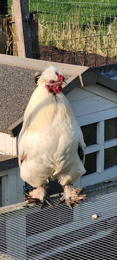 Sabelpoot x zijdehoender kriel haan, Dieren en Toebehoren, Pluimvee, Mannelijk, Kip