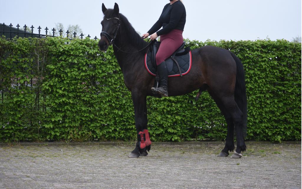 Lieve, 11 jarige, zwartbruine ,betuigd en bereden, Ruin, 160 tot 165 cm, 11 jaar of ouder, Recreatiepaard