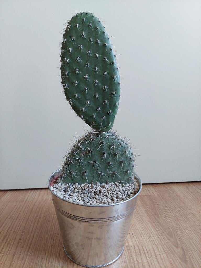 Opuntia Leucotricha - Schijfcactus / Konijnenoor H: 43 cm., Ophalen, Cactus, Minder dan 100 cm, Volle zon