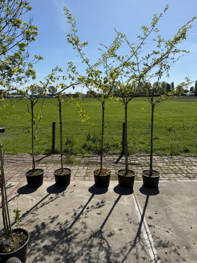 Prunus autumnalis rosea  treur 2xgewoon 3x halfstam 29,50pst, Ophalen, Overige soorten, Herfst, Halfschaduw