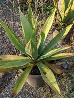 3 x agave americana, Volle zon, Vaste plant, Bloeit niet, Ophalen