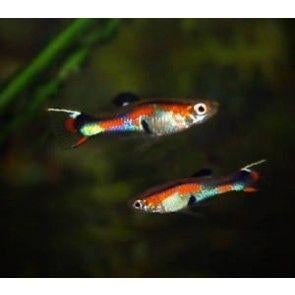 Endler gup man volwassen, Dieren en Toebehoren, Vis, Zoetwatervis, Schoolvis