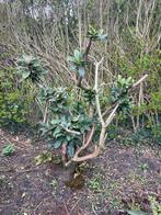 Groenblijvende magnolia, Tuin en Terras, Planten | Bomen, Ophalen, Lente, Volle zon, Overige soorten