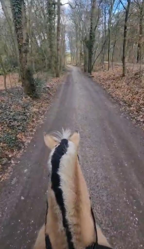 Verzorgpaard aangeboden/ bijrijder gezocht, Dieren en Toebehoren, Ophalen of Verzenden, Nieuw