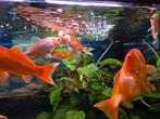 Mooie goudvissen te koop (verschillende maten), Ophalen