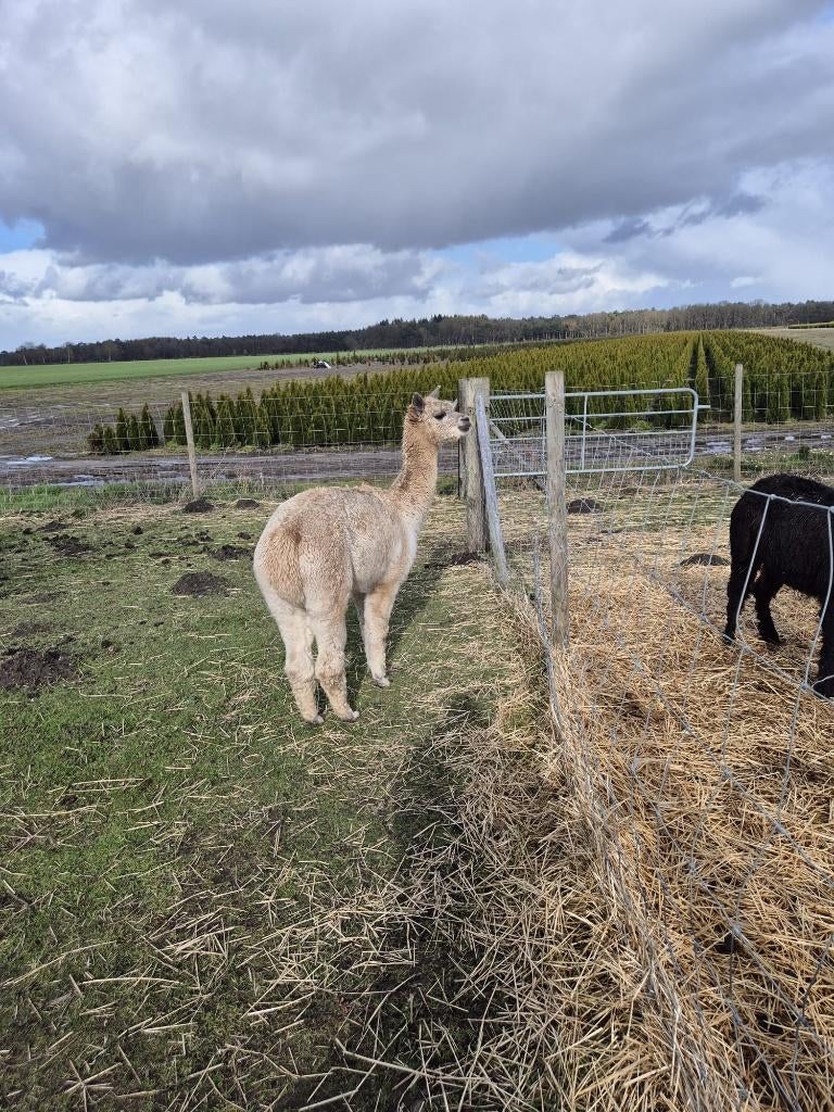 Alpaca merries te koop, Dieren en Toebehoren, April, Vrouwelijk