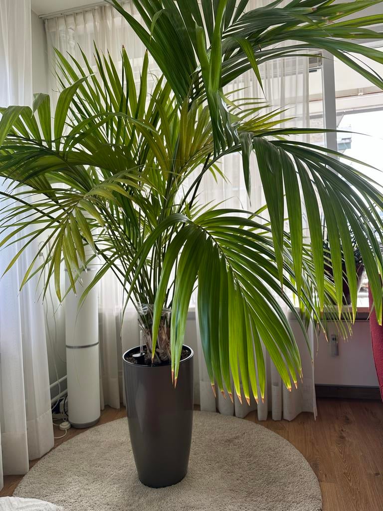 Grote palmplant met stijlvolle pot, Ophalen, Palm, Halfschaduw, In pot