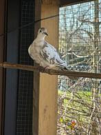 Koppel bonte lachduifjes, Dieren en Toebehoren, Meerdere dieren, Geringd