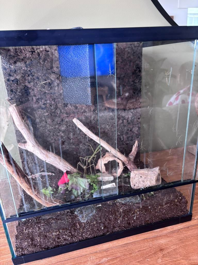 Baby wandelende takken, Dieren en Toebehoren, Reptielen en Amfibieën | Toebehoren, Ophalen, Zo goed als nieuw