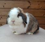 Minilop voedster, Vrouwelijk, Dwerg