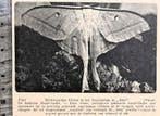 Artis 1928; de indische maanvlinder, Verzenden, Voor 1940, Gebruikt, Dier