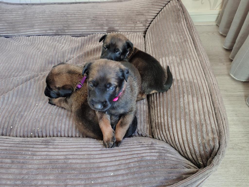 Mechelse Herder teef (KNVP), 8 tot 15 weken, Teef, Parvo, Eén hond