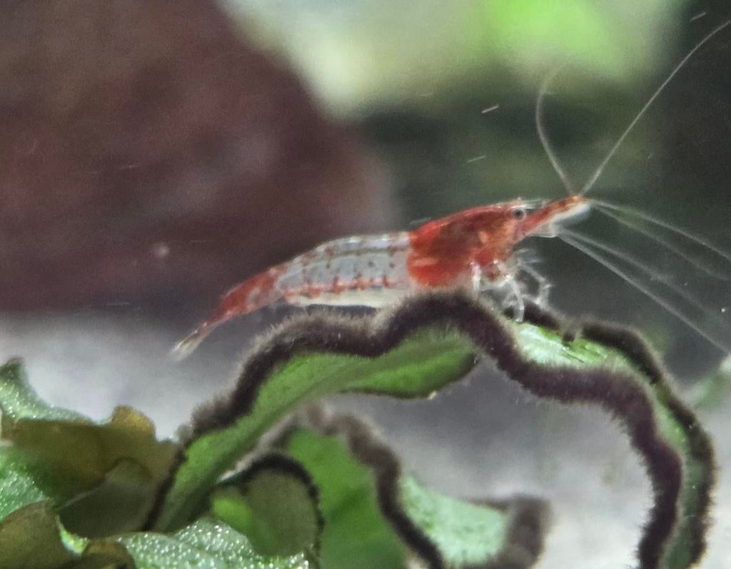 Red rilli garnalen, Kreeft, Krab of Garnaal