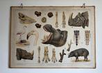 Vintage wandplaat rimboe, Antiek en Kunst, Ophalen, Natuur en Biologie