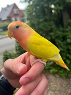 Unieke Tamme Agapornis Roseicollis, 2025 G, Dieren en Toebehoren, Vogels | Parkieten en Papegaaien, Vrouwelijk, Dwergpapegaai of Agapornis