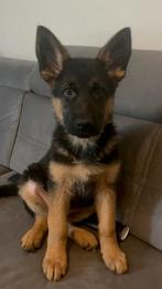 Duitse herder, Reu, 8 tot 15 weken, Parvo, Eén hond