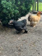 Cochin krieltjes, Dieren en Toebehoren, Pluimvee, Vrouwelijk, Kip