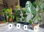 4 Monstera deliciosa's, Ophalen, Overige soorten, Halfschaduw, In pot
