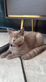 British Korthaar, Dieren en Toebehoren, Kater