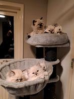 Ragdoll ️, Dieren en Toebehoren, Katten en Kittens | Raskatten | Langhaar, Meerdere dieren, Ontwormd, 0 tot 2 jaar