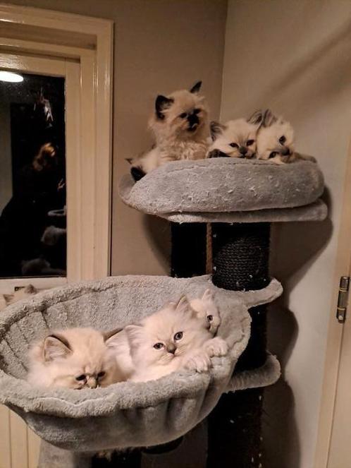 Ragdoll ️, Dieren en Toebehoren, Katten en Kittens | Raskatten | Langhaar, Meerdere dieren, 0 tot 2 jaar, Ontwormd, Ingeënt