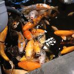 Gratis karper spullen gezocht, Ophalen of Verzenden, Gebruikt, Overige typen