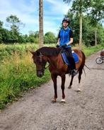 Verzorgpony/paard gezocht, bijrijder aangeboden