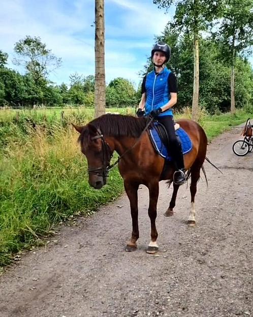 Verzorgpony/paard gezocht, bijrijder aangeboden, Dieren en Toebehoren, Stalling en Weidegang