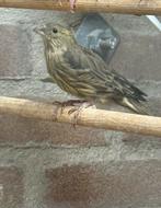 Kanarie x Mexicaanse roodmus ( popje ), Dieren en Toebehoren, Vogels | Overige Vogels, Vrouwelijk, Tropenvogel