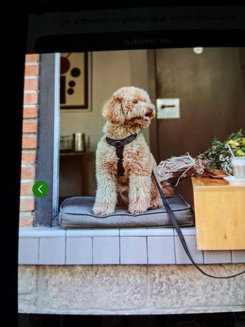 Honden tuigje. Middel grote hond. beschikbaar voor biedingen