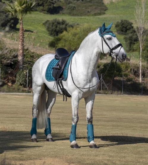 LeMieux Loire Peacock dressuur dekje GRATIS VERZENDING, Dieren en Toebehoren, Paarden en Pony's | Dekens en Dekjes, Nieuw, Dekje
