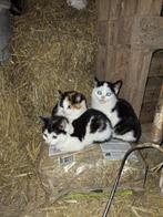 Lieve, speelse kitten / kittens zoeken een nieuw thuis!, Meerdere dieren, Ontwormd, 0 tot 2 jaar