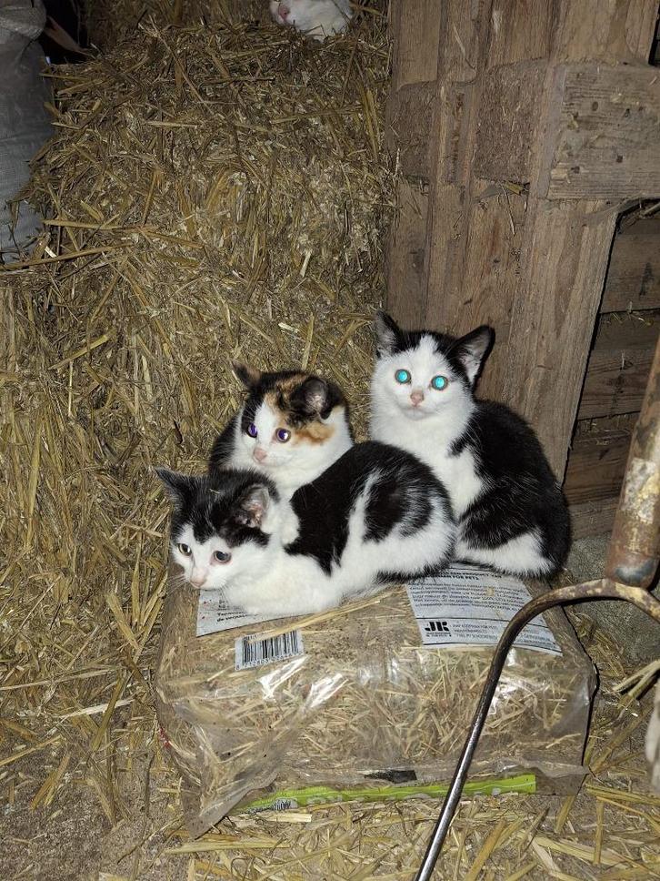 Lieve, speelse kitten / kittens zoeken een nieuw thuis!, Dieren en Toebehoren, Katten en Kittens | Raskatten | Korthaar, Meerdere dieren