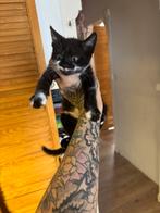 Leuk katertje, Dieren en Toebehoren, Katten en Kittens | Overige Katten, Kater