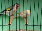major putters, Dieren en Toebehoren, Vogels | Overige Vogels, Meerdere dieren, Wildzangvogel, Geringd