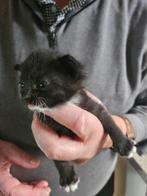 Zwart wit poesje xblauwe rus, Dieren en Toebehoren, Katten en Kittens | Overige Katten, Poes