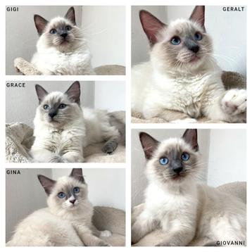 Ragdoll * stamboom * ouders getest * super lief beschikbaar voor biedingen