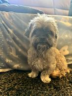 Lieve boomer zoekt een nieuw mandje, Dieren en Toebehoren, 6 jaar of ouder, Eén hond, Nederland, Particulier