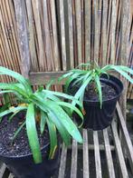 Agapanthus in pot, Zomer, Ophalen of Verzenden, Overige soorten, Volle zon